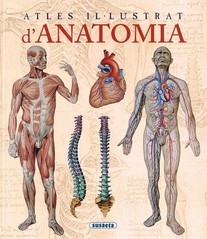 ATLES ILUSTRAT D'ANATOMIA | 9788467702101 | RIGUTTI, ADRIANA